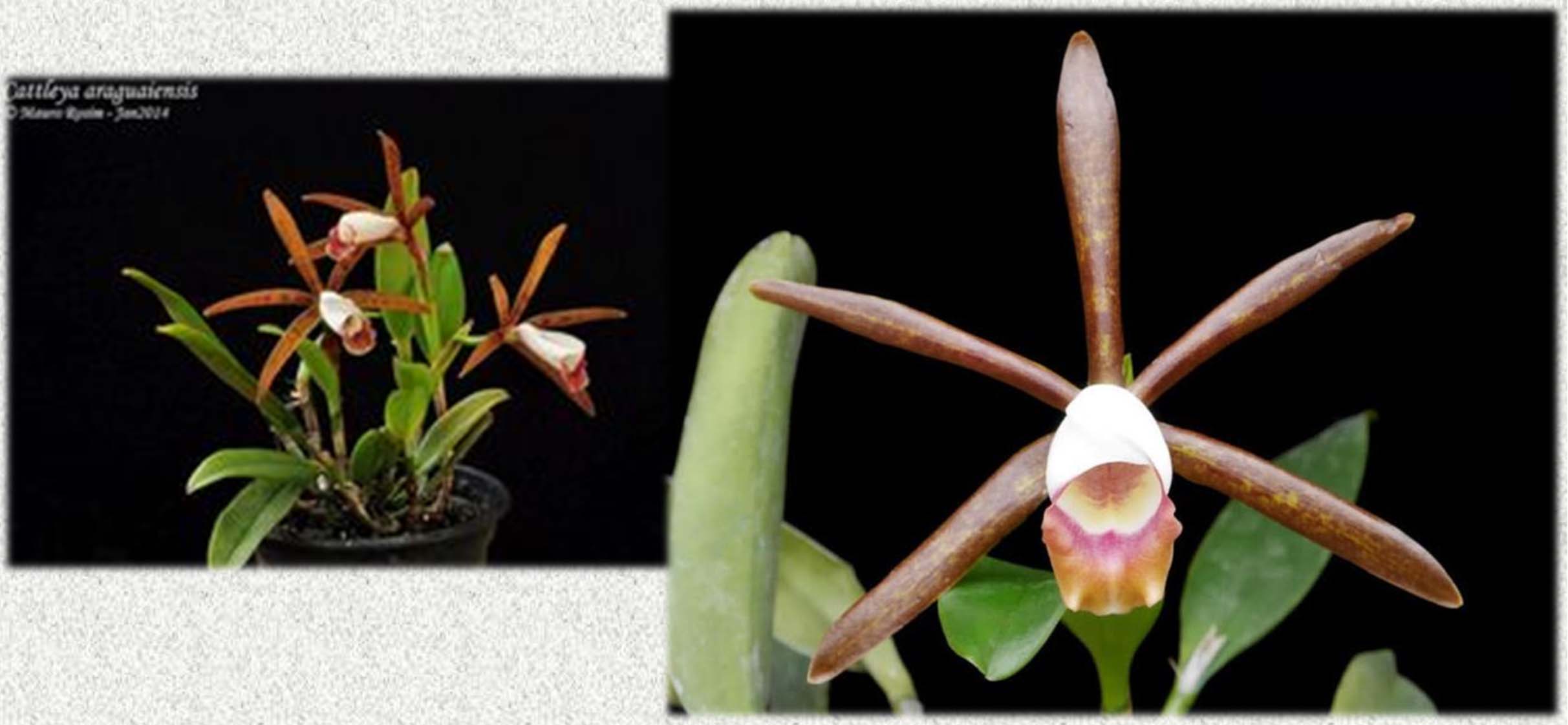 Cattleya araguaiensis