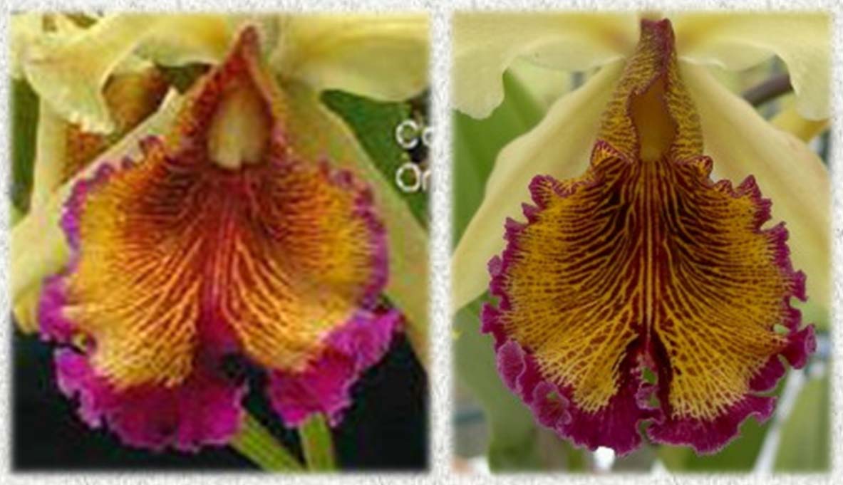 Cattleya aurea