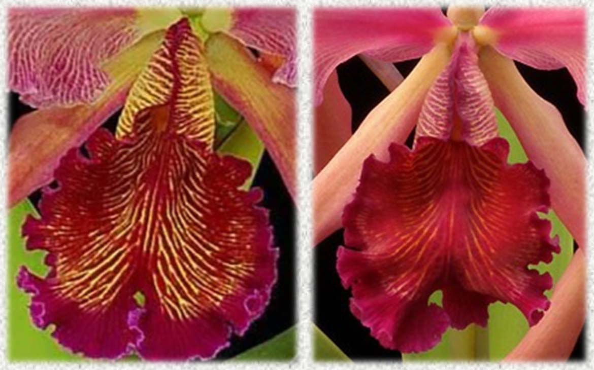 Cattleya dowiana