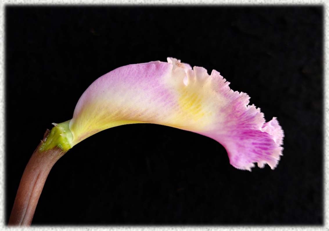 Cattleya gaskelliana