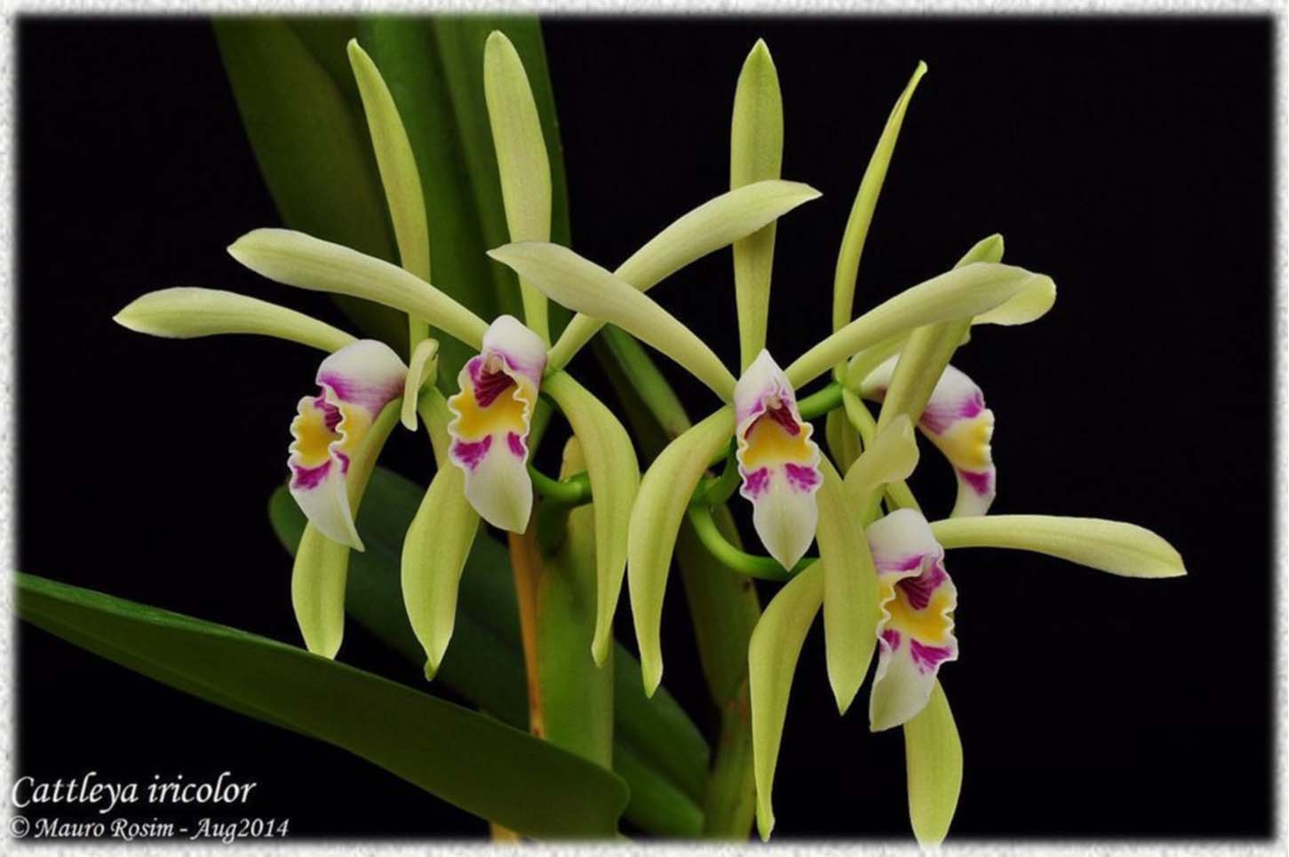 Cattleya iricolor