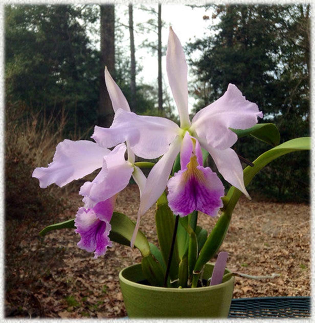 Cattleya jenmanii
