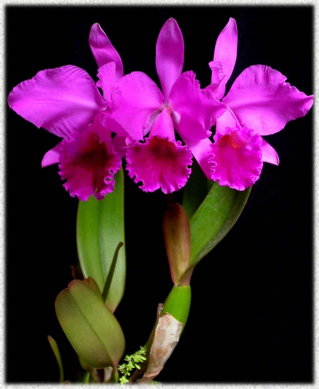 Cattleya labiata