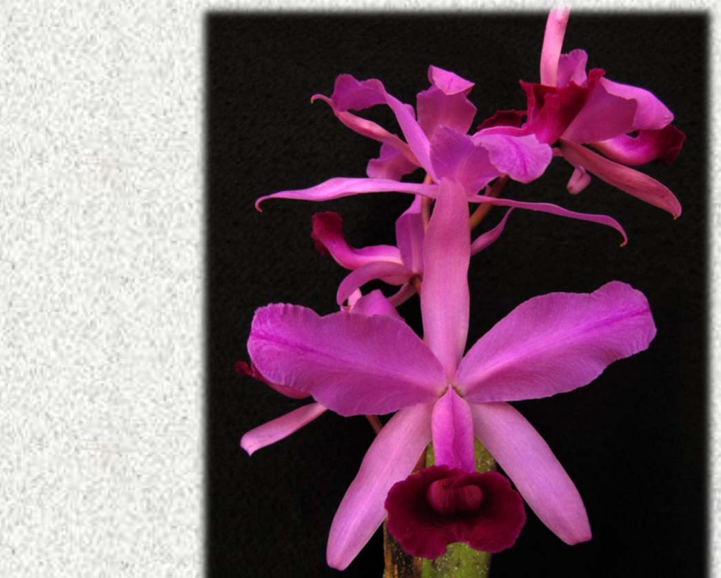 Cattleya lawrenceana