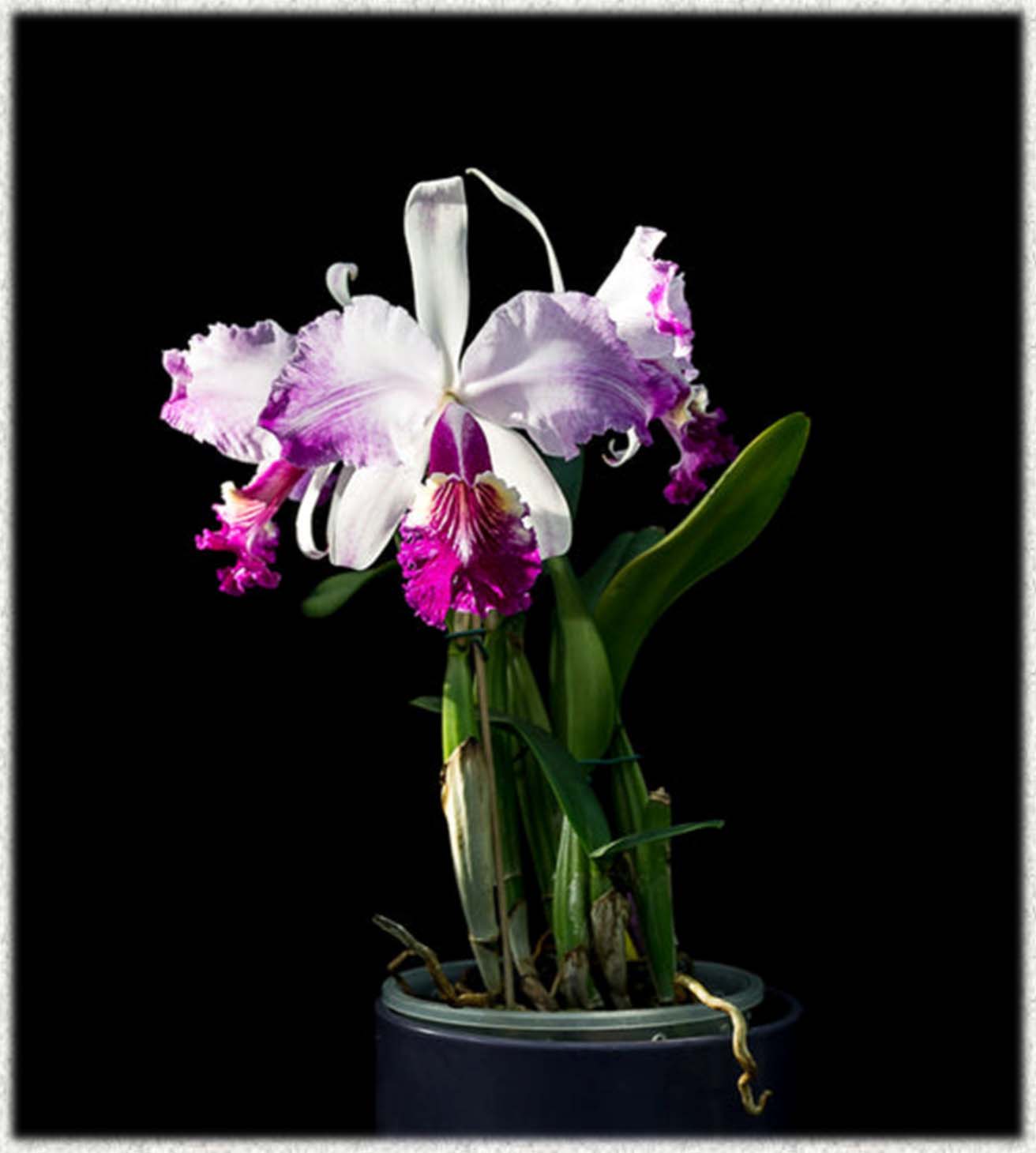 Cattleya lueddemanniana