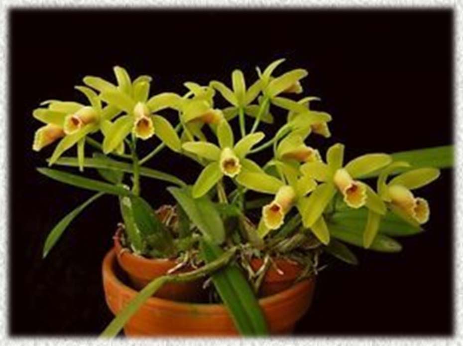 Cattleya luteola