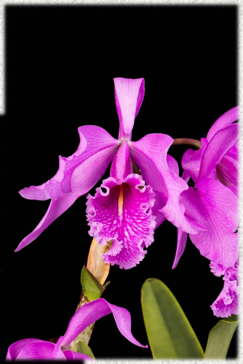 Cattleya maxima