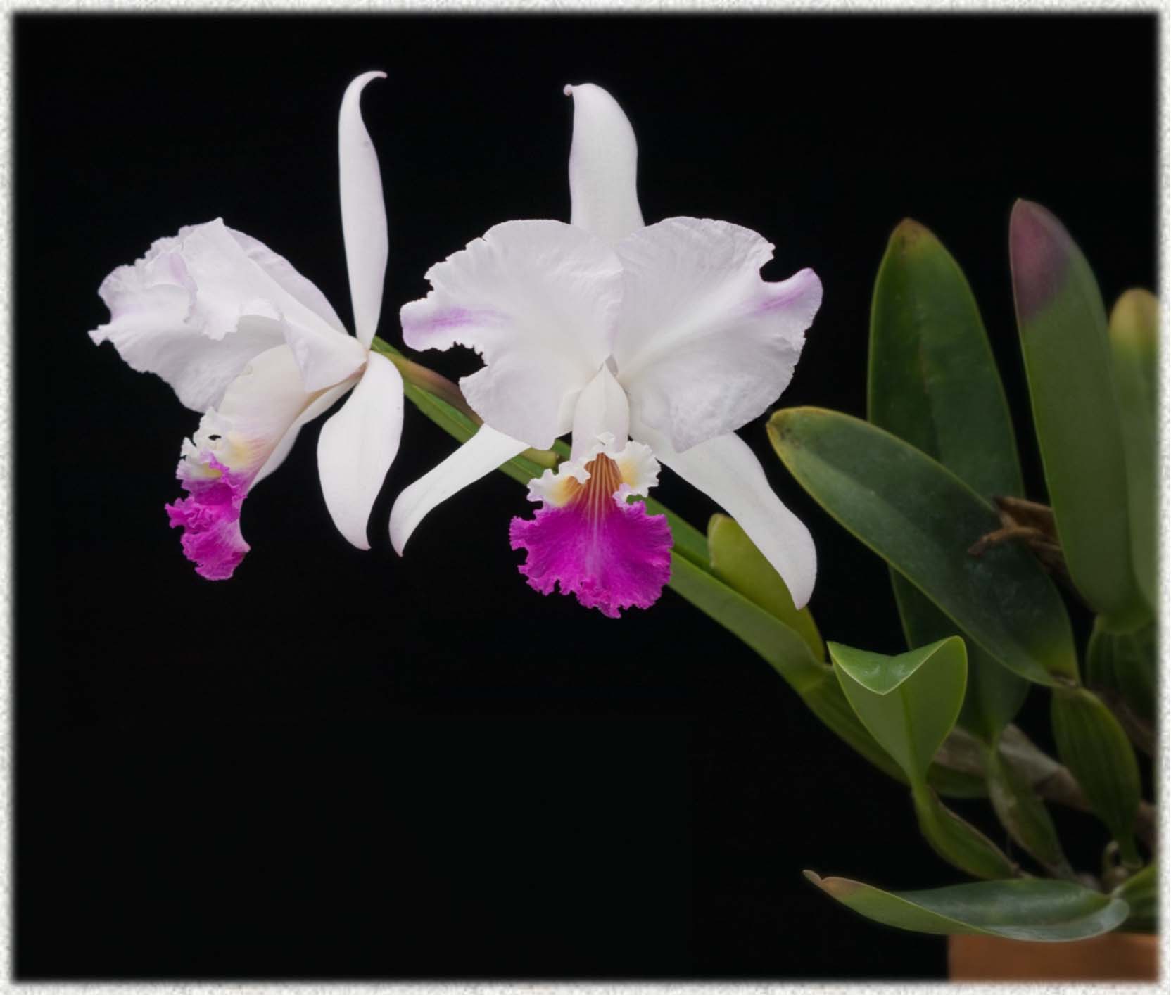 Cattleya mendelii