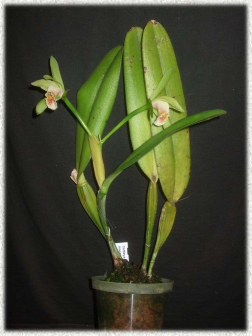 Cattleya mooreana