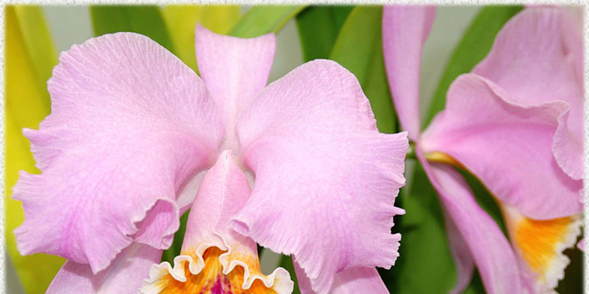 Cattleya mossiae
