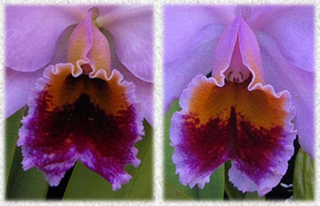 Cattleya percivaliana