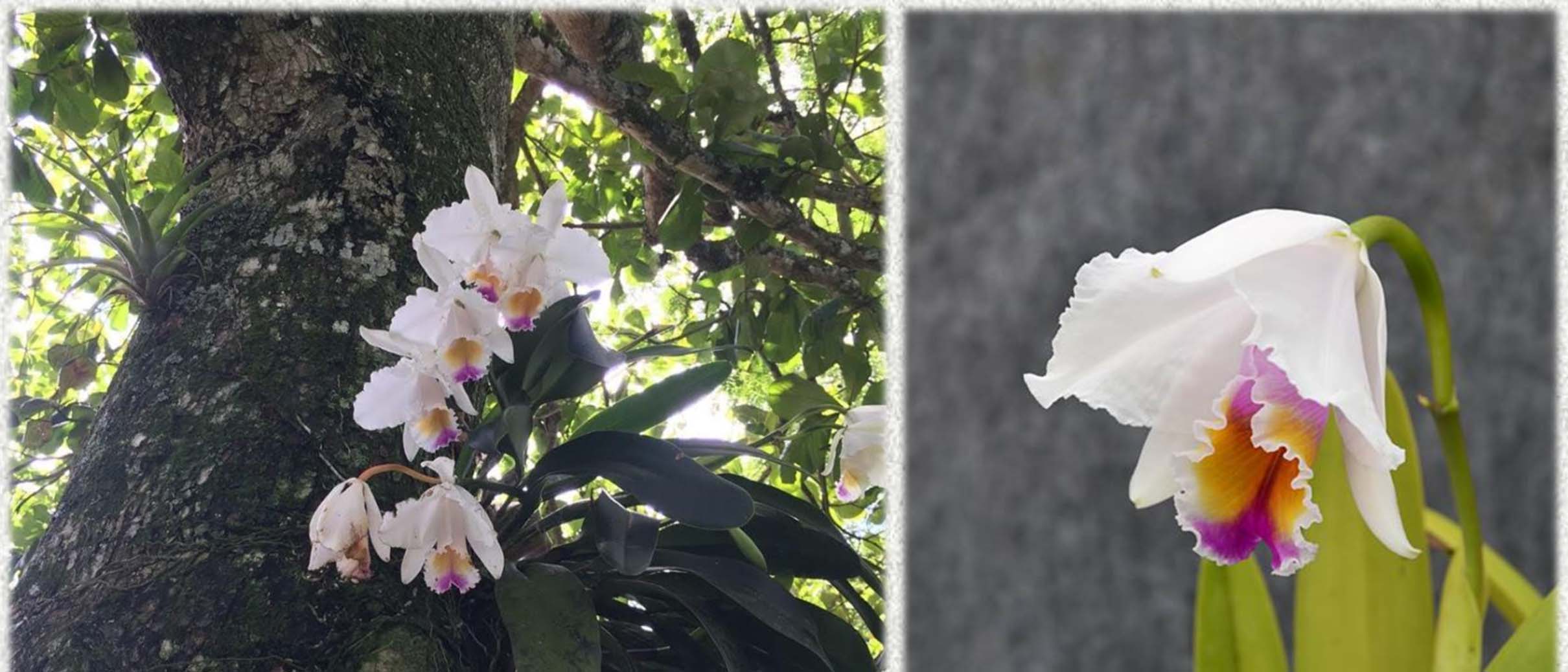 Cattleya quadricolor