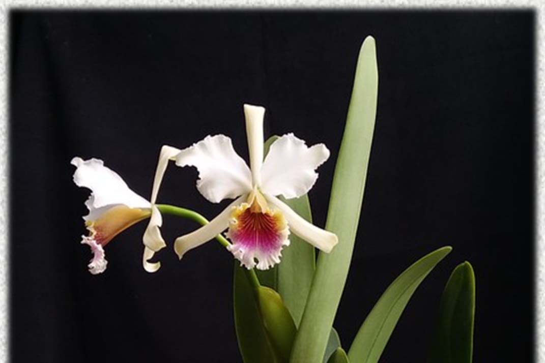 Cattleya rex