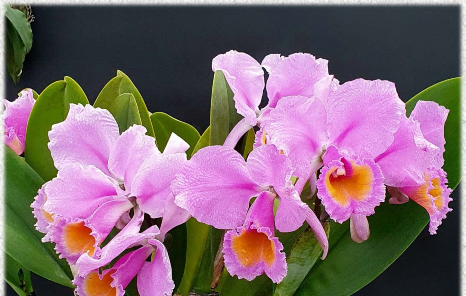 Cattleya schroederae