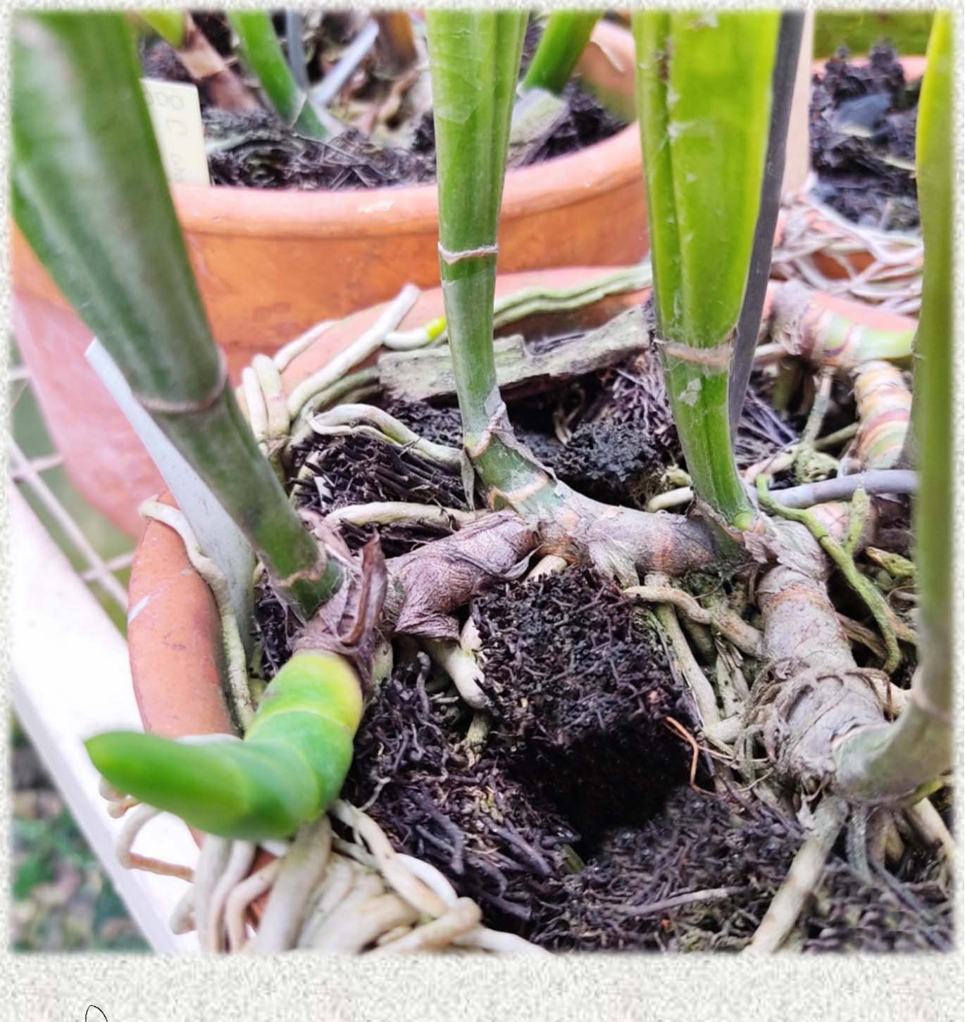 Cattleya trianae