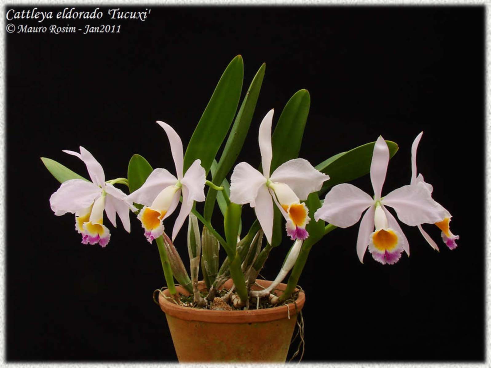 Cattleya wallisii