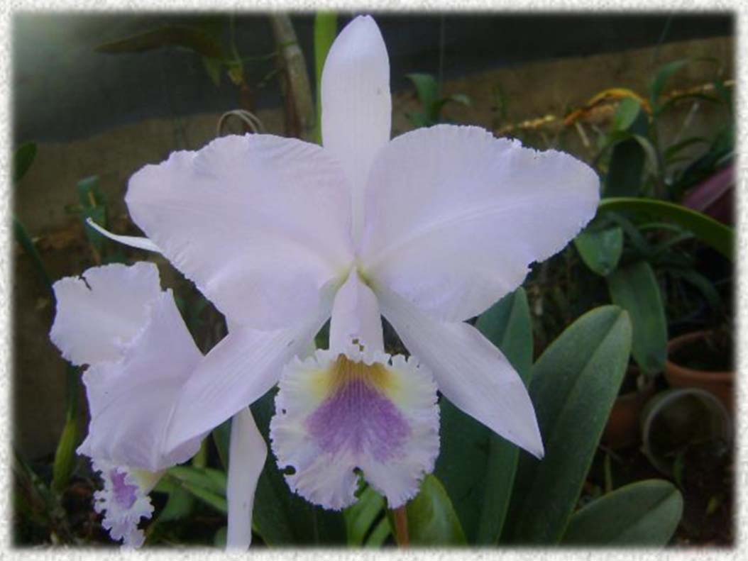 Cattleya warneri