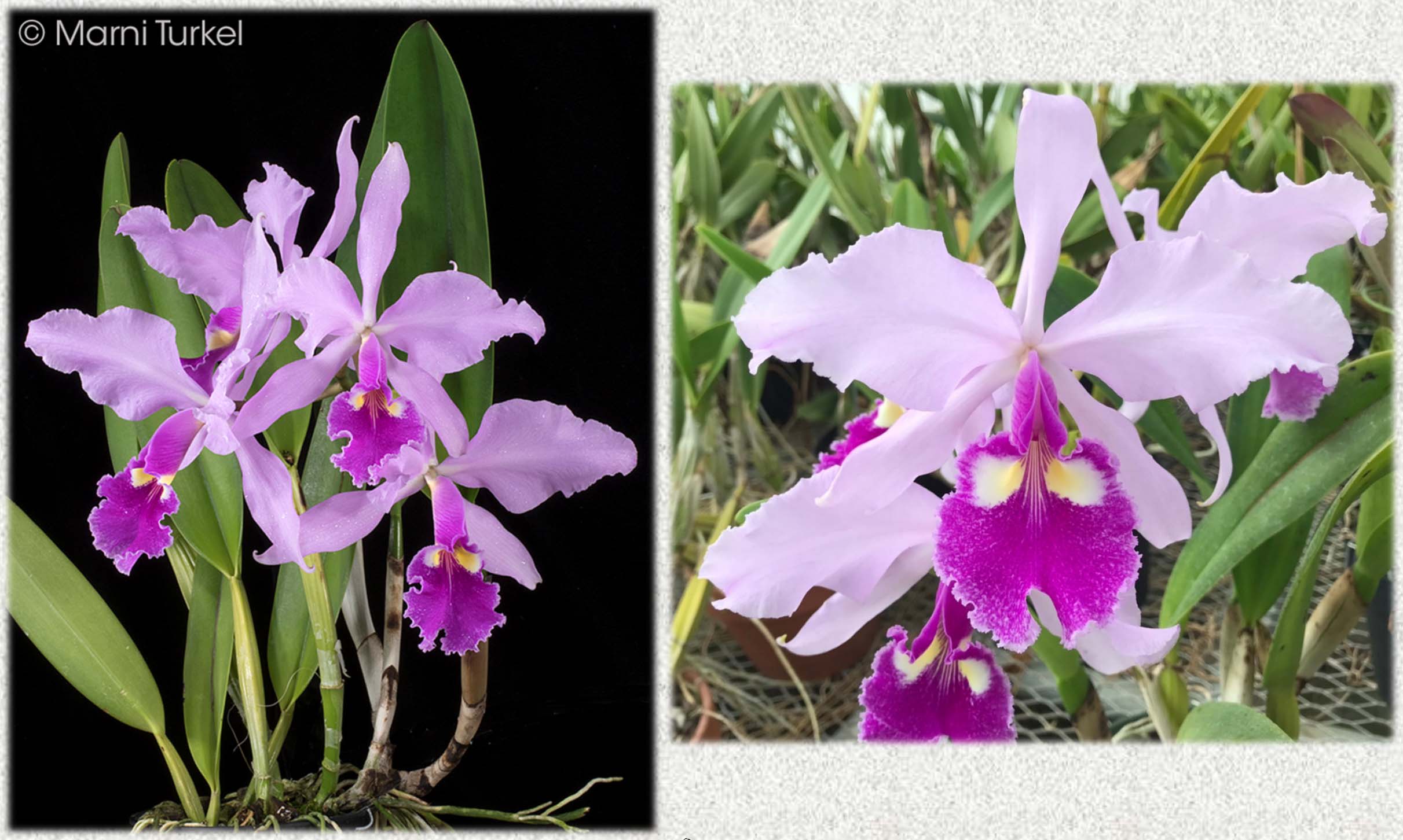Cattleya warscewiczii